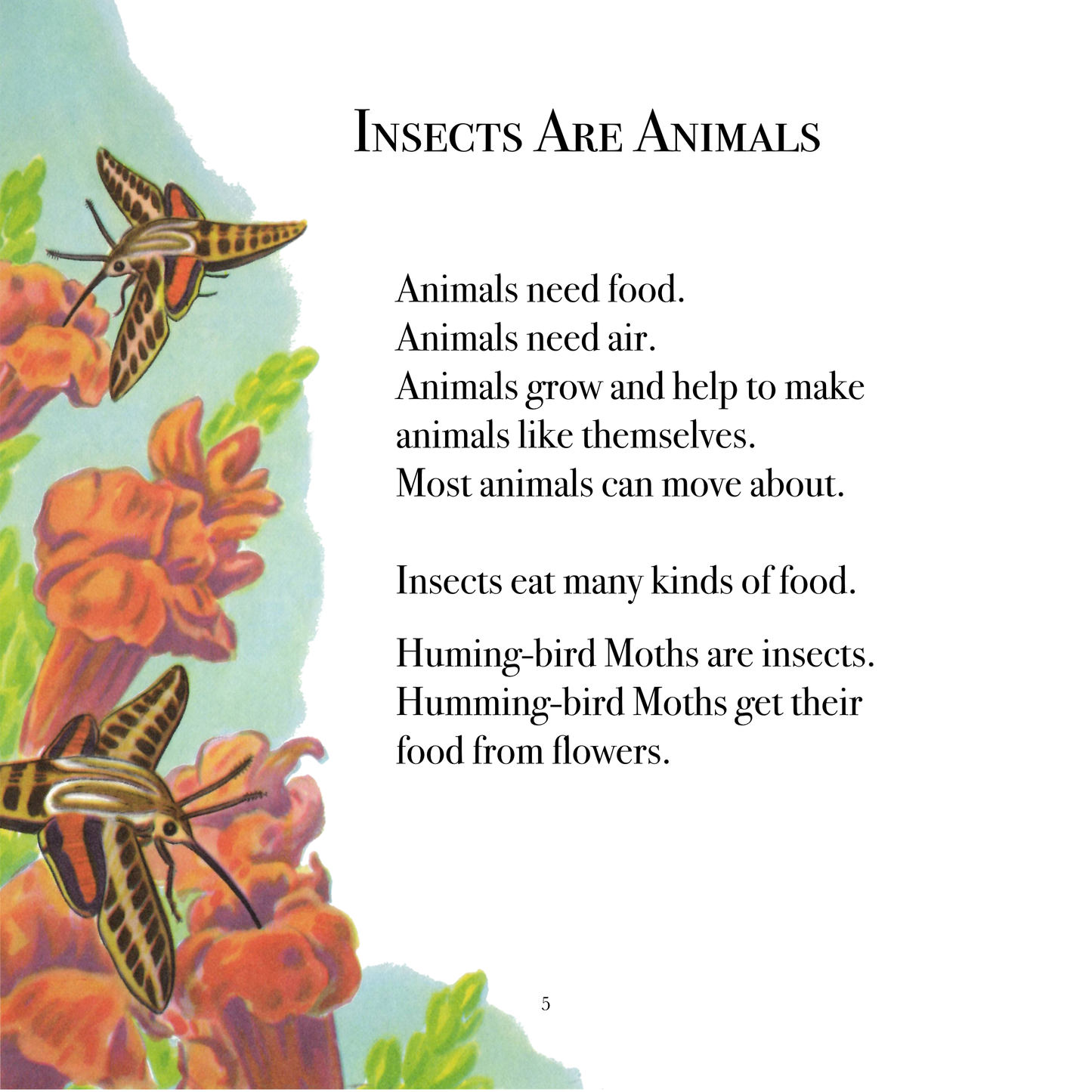The True Book of Insects