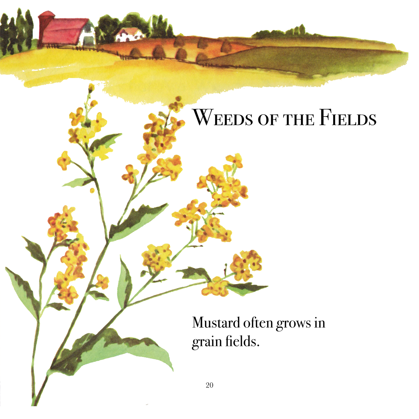 The True Book of Weeds and Wildflowers