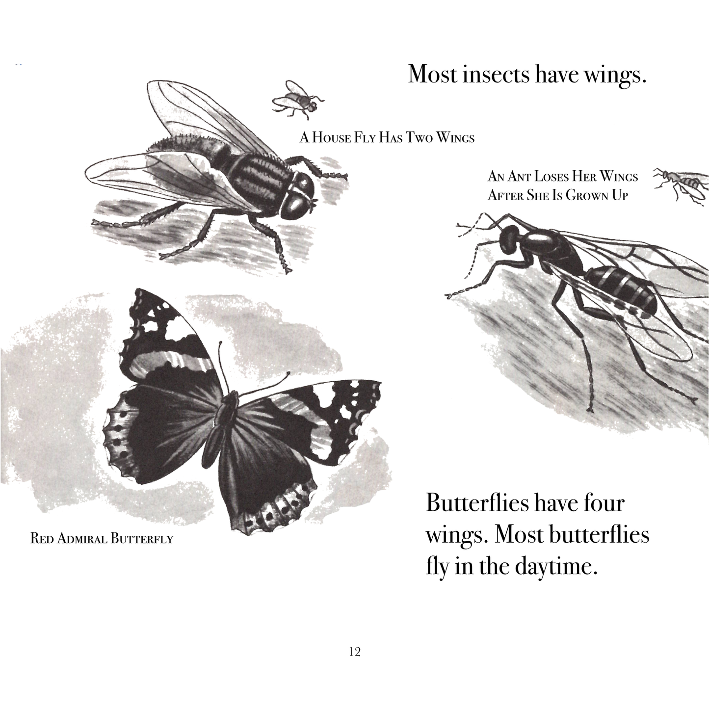 The True Book of Insects