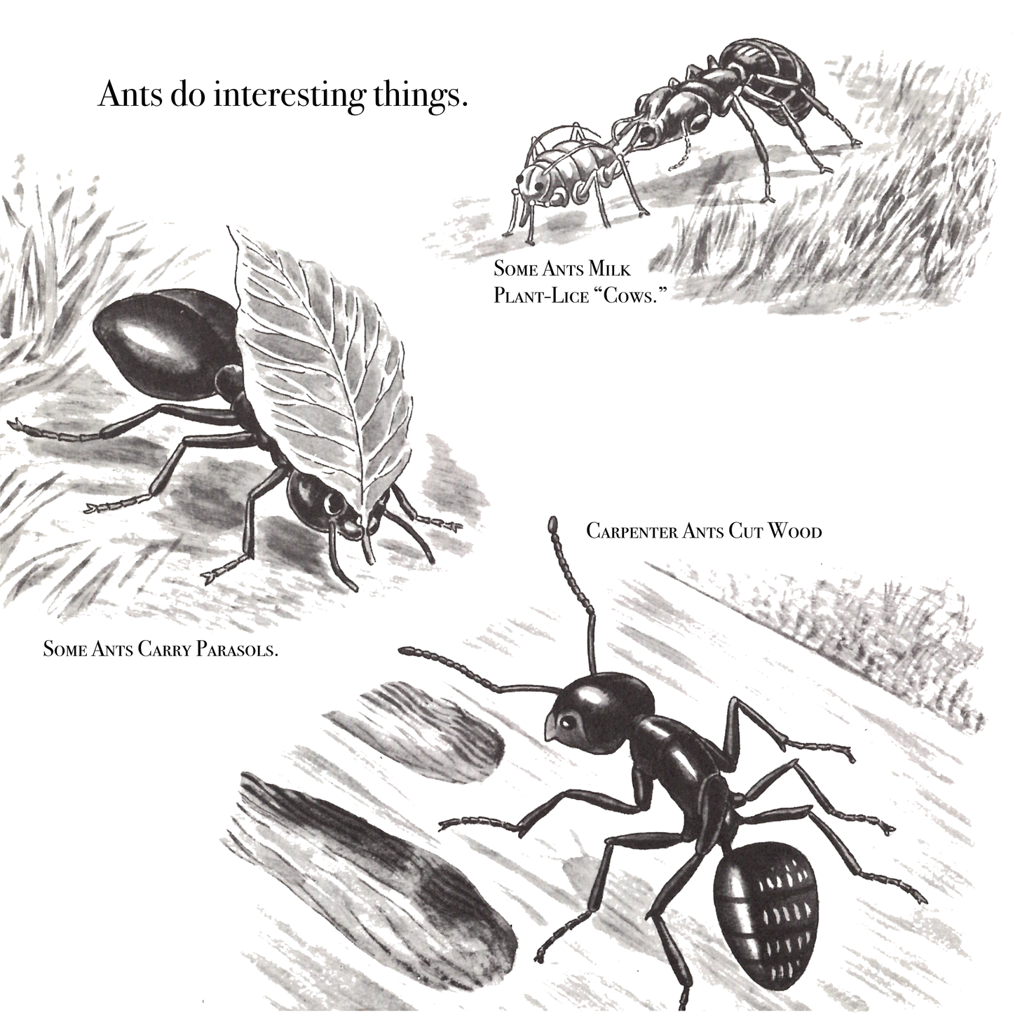 The True Book of Insects