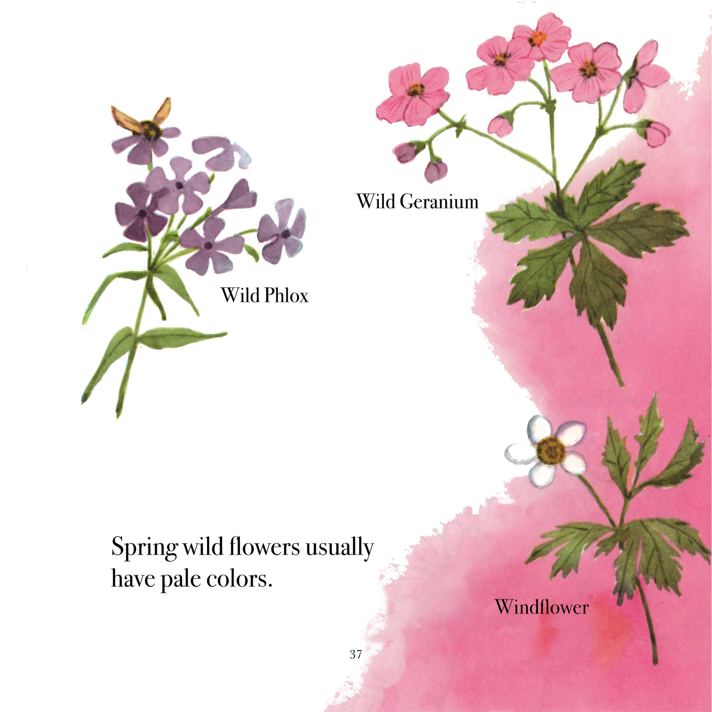 The True Book of Weeds and Wildflowers