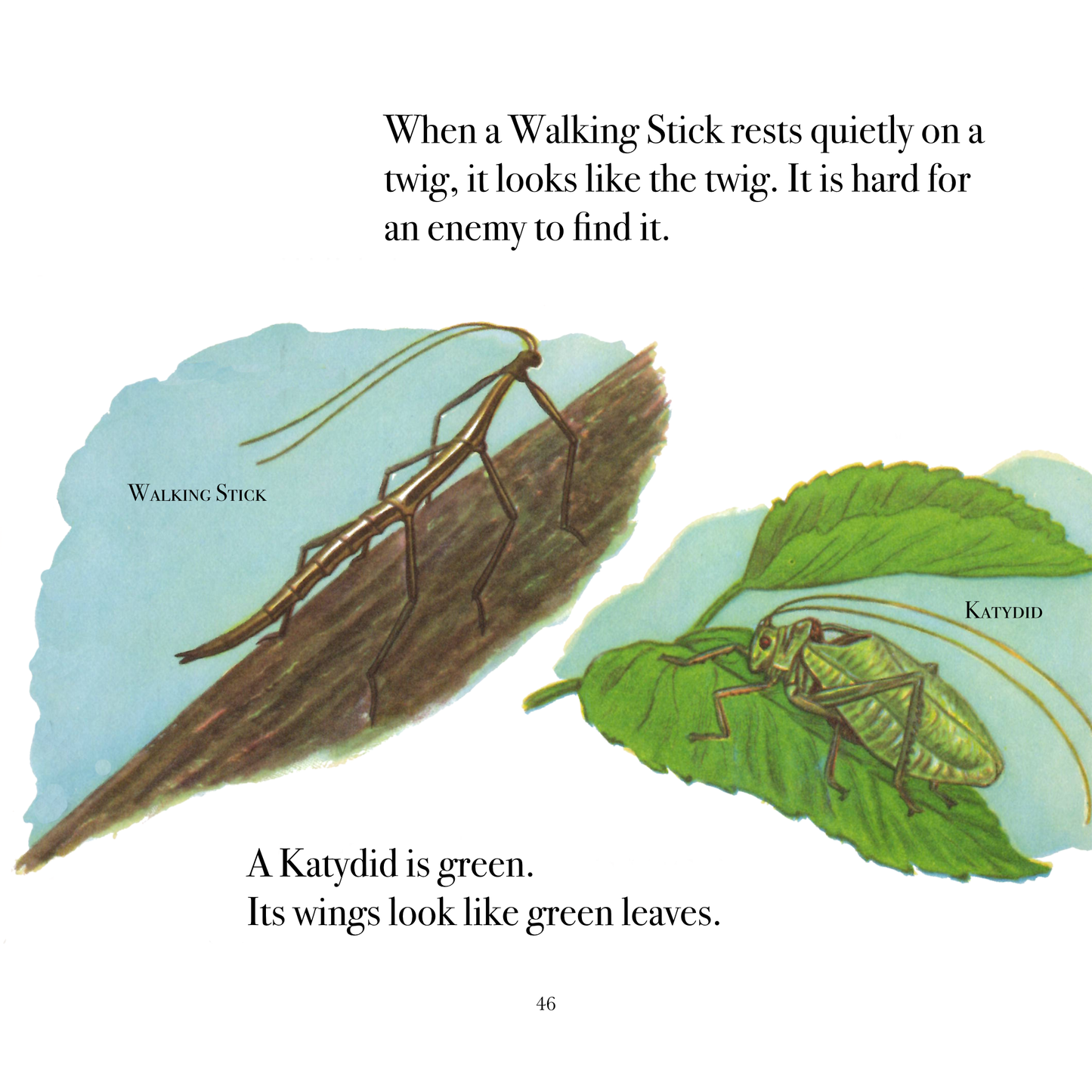 The True Book of Insects
